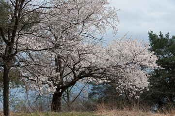 flowering tree (Prunus) in the park (cloudy conditions)