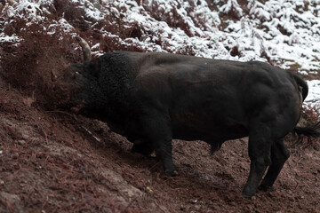 A big black bull stabs its horns into the snowy ground and trains to fight in the arena. The...