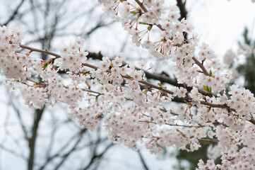 flowering tree (Prunus) branches with blossoms