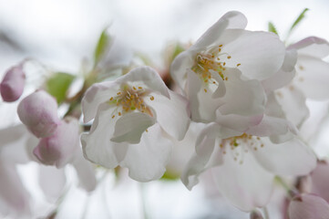 flowering tree (Prunus) blossoms up close