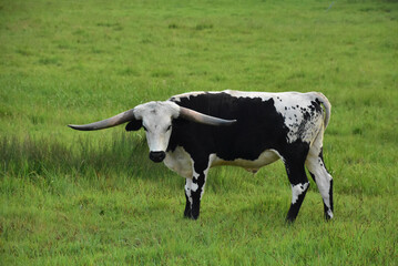 Fototapeta premium Stunning White and Black Longhorn Steer in a Field