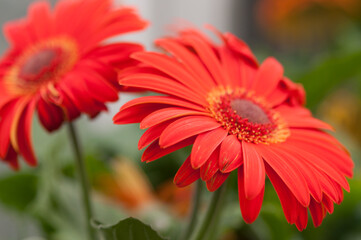 two orange Gerbera blossoms up close