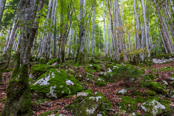 Forest at Cirque de Saint Meme. Savoy France.