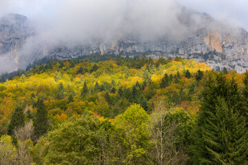 Fototapeta premium Forest at Cirque de Saint Meme. Savoy France.