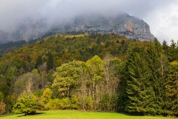 Forest at Cirque de Saint Meme. Savoy France.
