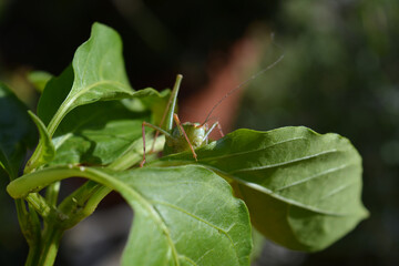 Grashüpfer auf Paprikablatt