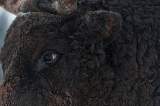 Close-up image of the Big Black Bull in the snow training to fight in the arena. The concept of bullfighting. Selective focus