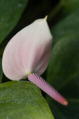 pink flower up close (Anthurium?)