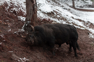 A big black bull stabs its horns into the snowy ground and trains to fight in the arena. The...