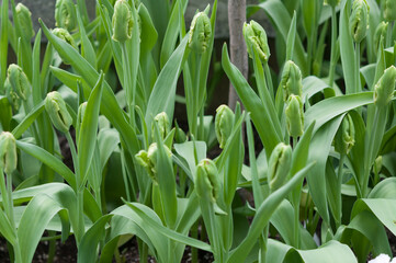 parrot tulip buds