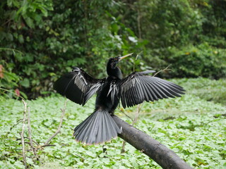 OIseau noir exotique en train de sécher au Costa Rica