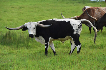 Herd of Longhorn Steer Grazing in a Large Field