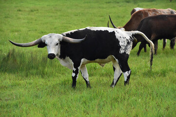 Herd of Longhorn Cattle in a Pasture