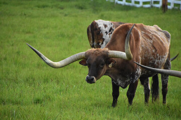 Large Grass Pasture with Longhorn Cattle in the Summer