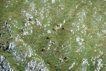 A herd of mountain goats grazing on the steep slopes of Hohe Weichsel in Austrian Alps. There is a...