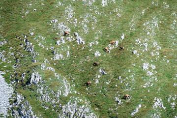 A herd of mountain goats grazing on the steep slopes of Hohe Weichsel in Austrian Alps. There is a lot of fresh grass around, as well as many sharp boulders. Animals in natural habitat. Calmness