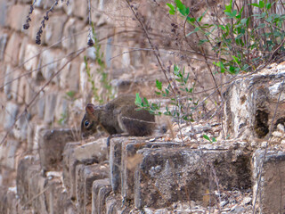 A small squirrel sitting on the side wall of Gubeikou part of Great Wall of China. There are a few bushes around the little animal. The squirrel is eating something. Natural habitat