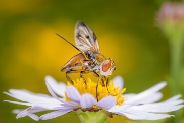 Ectophasia crassipennis resting on marguerite