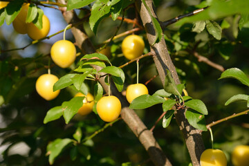 Reife Mirabellen am Baum