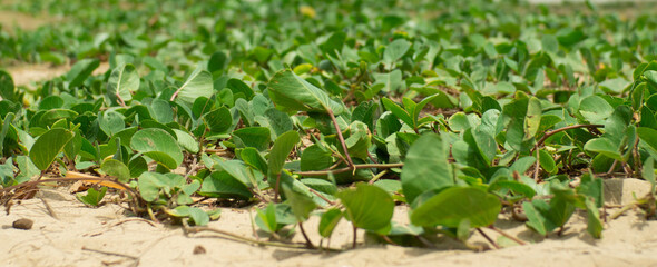 Morning glory that grows on the beach.
