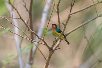 Ruby-cheeked sunbird (Chalcoparia singalensis) at Hijuli Forest, Nadia, West Bengal, India