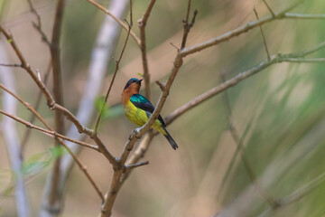 Ruby-cheeked sunbird (Chalcoparia singalensis) at Hijuli Forest, Nadia, West Bengal, India