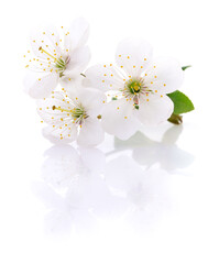 Fototapeta na wymiar Cherry flowers isolated.