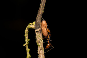 formiga-de-estalo carregando casulo da própria espécie  