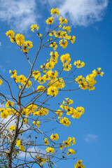 yellow flowers against blue sky