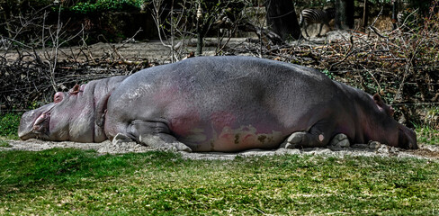 Sleeping hippopotamus. Latin name - Hippopotamus amphibius	