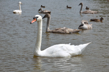 Schwäne und Enten im Wasser
