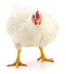 white hen isolated.