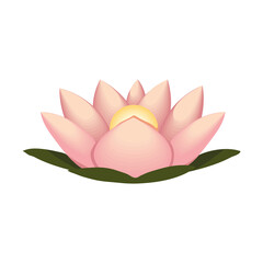 flower lotus and leaves