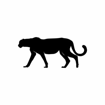 Silhouette of Cheetah Tiger Puma Jaguar Black Panther for logo design. Wildlife Animal Vector Illustration eps 10