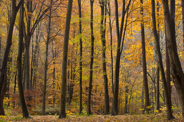 an autumn forest landscape. Autumn deciduous forest