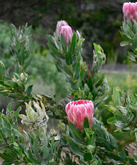 Single bloom of Protea Compacta or commonly known as Bot River protea with another bloom blurred in background surronded by green floiage