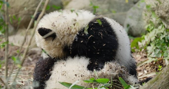 Two lovely baby panda bears playing having fun together outdoor at Chengdu China