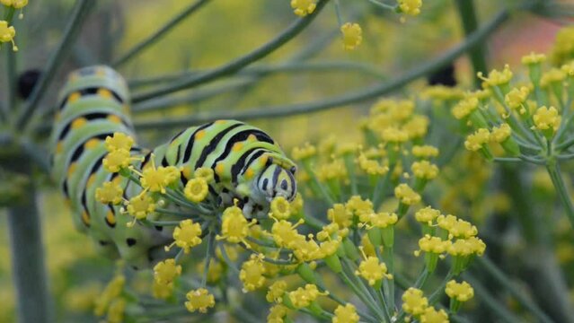 Parsley worm parsley caterpillar eating dill to prepare for creating a cocoon to become a Swallowtail Butterfly
