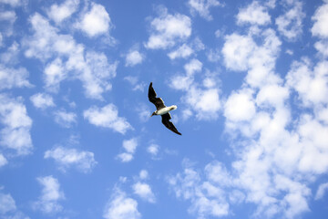 Large white seagull flies in blue sky with clouds, freedom in wild.  View from below. Copy space. Selective focus.