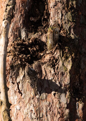 common pipit on the trunk of a pine tree
