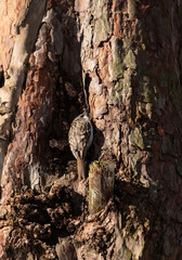 common pipit on the trunk of a pine tree