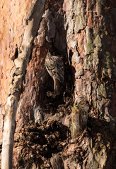 common pipit on the trunk of a pine tree
