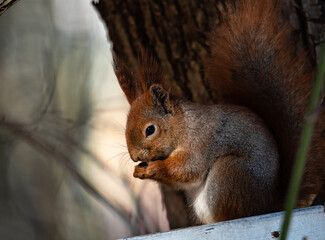 beautiful squirrel in early spring in the forest