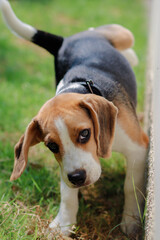 Close-up of dog peeing. Beagle dog peeing on the wall. dog peeing in the park. urinating.