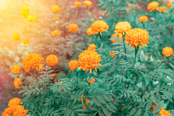 Obraz na płótnie Canvas Marigold flowers in the meadow.