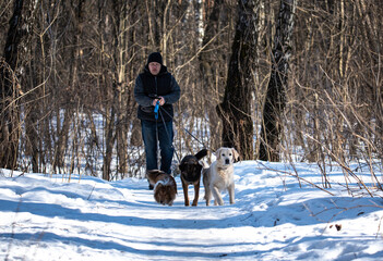 a guy walks with three dogs in the woods in winter
