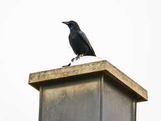 Black raven sitting on the house chimney, white background