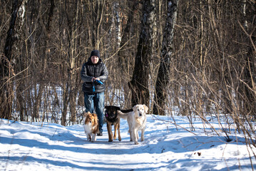 a guy walks with three dogs in the woods in winter