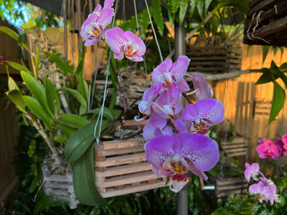 orchid  home garden