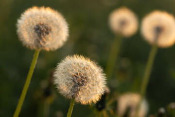 Glade of fluffy glowing round dandelions in green grass illuminated by the setting sun. Summer mood concept. The concept of freedom, dreams of the future, tranquility
